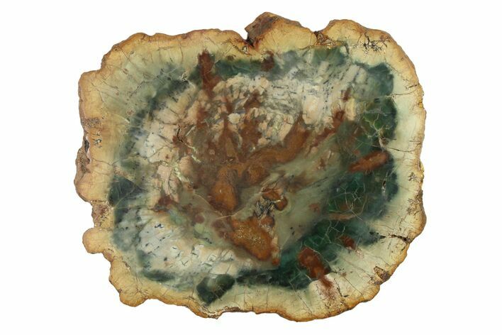 Green Chromium Petrified Wood (Woodworthia) Round - Zimbabwe #336474